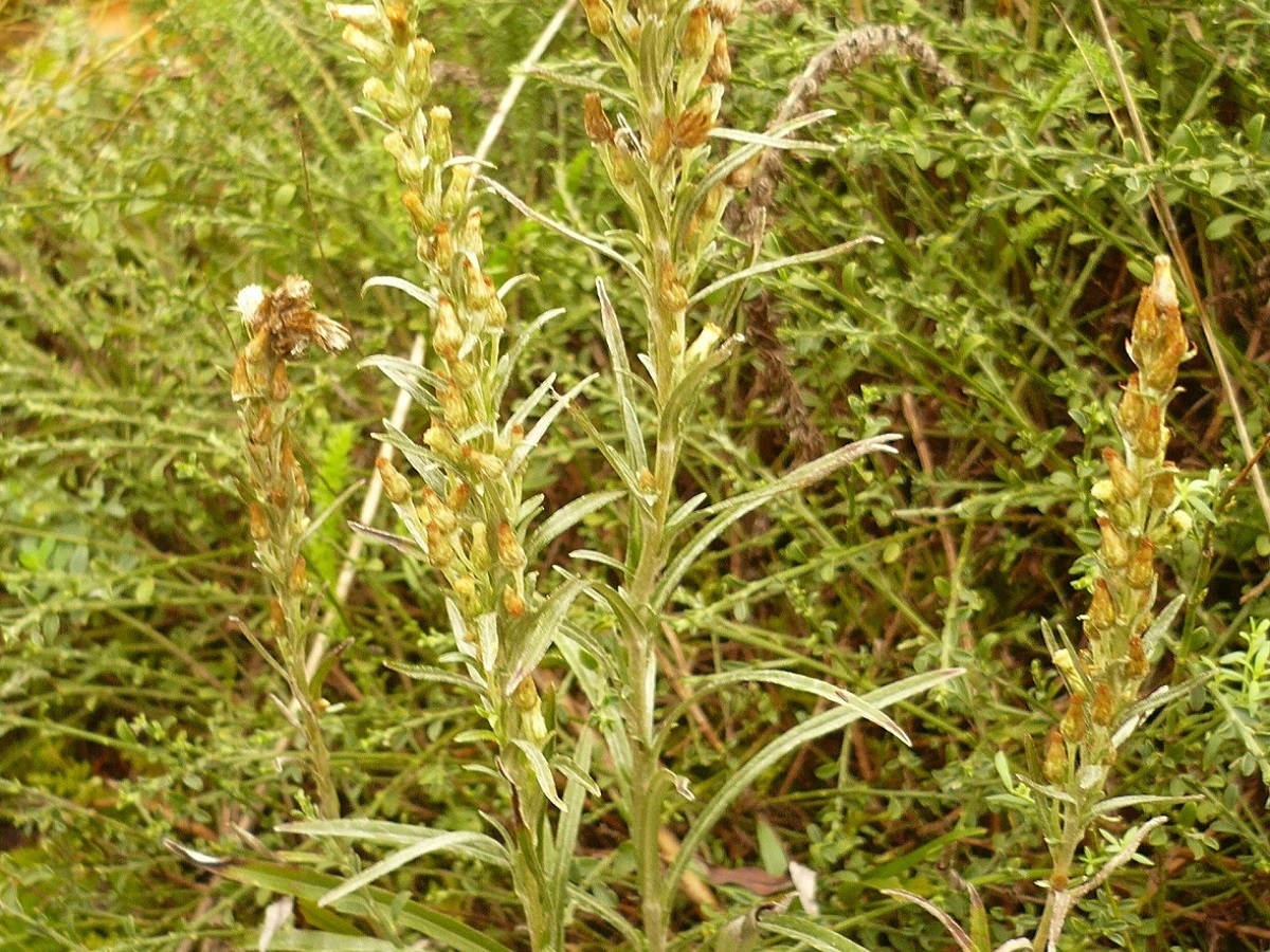 Gnaphalium sylvaticum (Asteraceae)